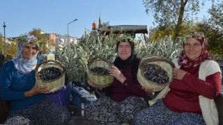 Manavgat’ta Zeytin ve Zeytinyağı Festivali Coşkuyla Başladı