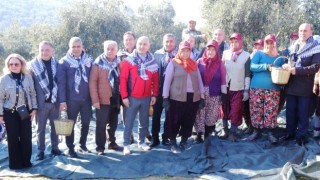 Akhisar'da Zeytin Hasat Etkinliği Düzenlendi