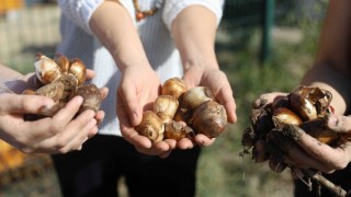 Antalya Büyükşehir Belediyesi 2024 yılında da üreticinin yanında