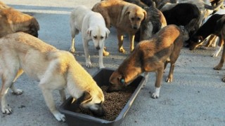 Yeni Yönetmelik İle Hayvan Sahiplenme ve Bakım Şartları Belirlendi