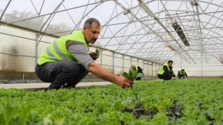 Büyükşehir Belediyesi eksi 10 derecede süs lahanası üretiyor