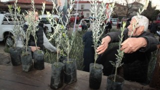 Çanakkale'de Yangından Etkilenen Çiftçilere Zeytin Fidanı Desteği