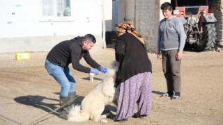 Çoban ve Bekçi Köpeklerine Eskişehir'den Yenilikçi Sağlık Hizmeti