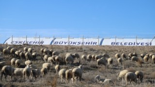 Eskişehir'de Kırsal Kalkınma İçin Küçükbaş Hayvancılık Projesi