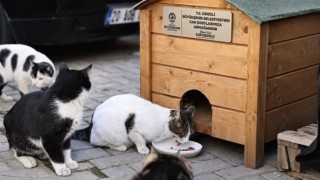 Hayvan severler istedi, Başkan Çavuşoğlu sözünü tuttu