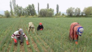 Mevsimlik Tarım İşçileri ve Göçer Ailelerin Çocuklarına Eğitim Desteği