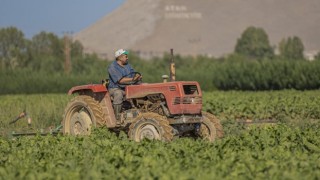 Türkşeker'den Çiftçilere 373 Milyon TL Nakliye Desteği