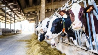 TÜSEDAD Aralık Ayı Çiğ Süt Üretim Maliyeti Raporunu Açıkladı