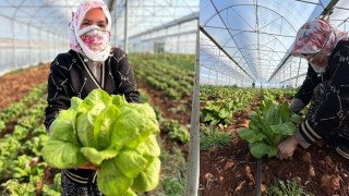 Adıyaman'da Sera Devrimi: 46 Yeni Tesis Kuruldu