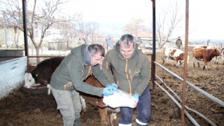 Isparta'da Büyükbaş Hayvanlara Çifte Koruma