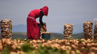 Patates Üreticileri Dikkat: TARSİM'den Sigorta Çağrısı