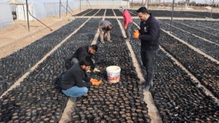 Şanlıurfa Büyükşehir Belediyesi, Keten Köyneği Fıstığı İçin Proje Başlattı