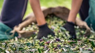 Sürdürülebilir Zeytincilik İçin Ege'den Örnek Proje