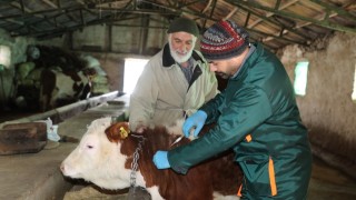 Elazığ’da Şap Hastalığına Karşı Etkin Mücadele Devam Ediyor