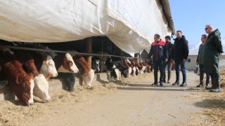 Erzincan’da Hayvancılık İşletmeleri “Arilik Belgesi” İçin Harekete Geçti