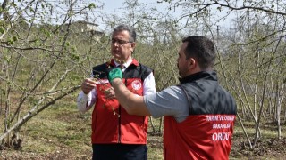 Ordu'da Fındık Üreticilerine Gübreleme Uyarısı