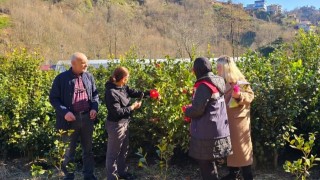 Rize'de Fide ve Fidan Satışlarına Sıkı Denetim