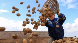 Rusya’da Patates Üretimi %11,9 Azaldı, Fiyatlar %92 Arttı