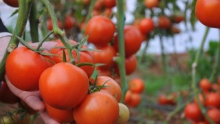 Rusya'ya İhracat Yapacak Firmaların Danışman Ziraat Mühendislerine Eğitim