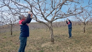 Siirt'te Soğuk Hava ve Don Etkisi İncelemesi: Badem Ağaçları Tehdit Altında