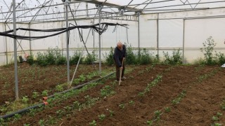 Kocaeli’nde tarım büyüyor, seracılık gelişiyor