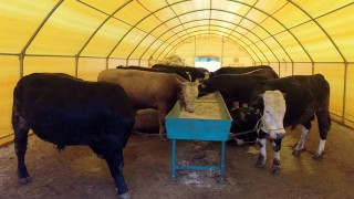 Kurban'a Sayılı Günler Kala Et Fiyatları Ne Olacak?
