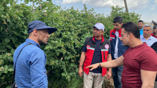 Siirt'te Böğürtlen Bahçeleri Geleceğe Umutla Bakıyor
