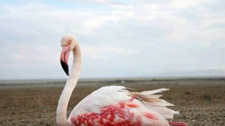 22. Türkiye Kuş Konferansı 14-15 Haziran 2025’te İzmir’de düzenlenecek