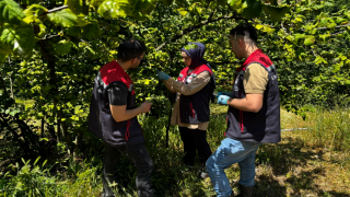 Bolu'da Kahverengi Kokarca'ya Karşı Samuray Arısı Salımı Gerçekleştirildi