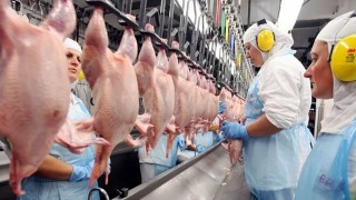 Brezilya'da Kuş Gribi Sonrası Tavuk Eti Fiyatları Çakıldı! %9,6 Düşüş Yaşandı