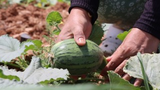Büyükşehir'den Ata Tohumlarına Destek: Hasat Başladı!
