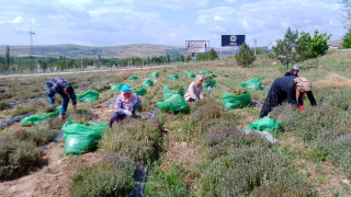 Çankırı'da Kekik Hasadı Başladı: Alternatif Tarımda Yeni Bir Dönem