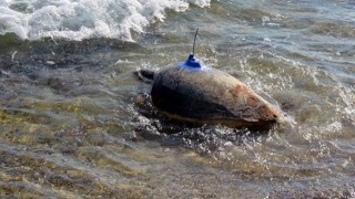 Deniz Kaplumbağaları Günü'nde Anlamlı Etkinlik: Caretta Caretta'lar Uydu Cihazıyla Takipte