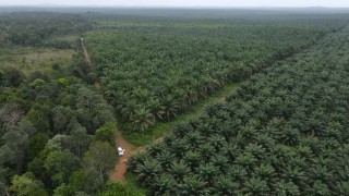 Dünya Bitkisel Yağ Arzının %40’ını Karşılayan Palm Yağında Sürdürülebilir Üretim Artıyor