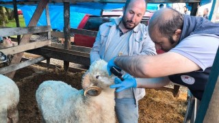 Giresun'da Kurbanlık Hayvan Pazarlarında Sıkı Denetim: Damızlık Hayvan Kurban Edilemeyecek!