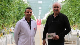 Konya Ovası’nda Yüksek Teknolojiyle Domates Üretimi: Ultra Klimalı Seralarda Anavatan İklimi