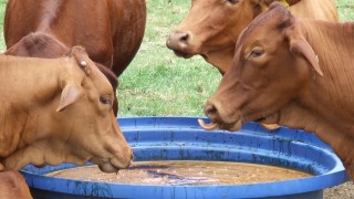 Rusya’dan En Fazla Melas İthal Eden Ülke Türkiye