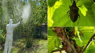 Samsun’da Fındık Üreticileri İçin Kahverengi Kokarca Uyarısı