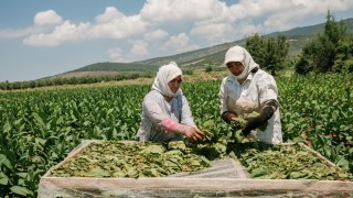 Türk Tütün Sektörü 7 Yıl Sonra Yeniden 1 Milyar Dolar Barajını Aştı