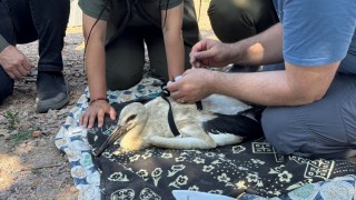Yaren Leylek’in Yavruları Halkalandı, Göç Yolculukları Takip Altında
