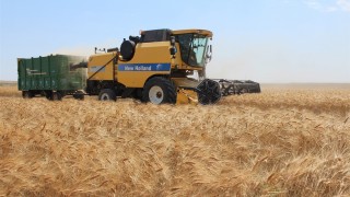 Bir Haftada Buğday, Arpa ve Mısır Fiyatlarında Düşüş