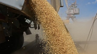 Çin, Rus Buğdayı Alımını 16 Kat Azalttı