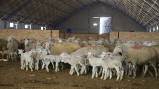 Damızlık Koç Desteği Başvuruları Başlıyor