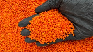 Dünya Mercimek Üretimi Artıyor