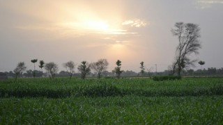 Pakistan'da Çiftçiler Gübre Alımını Azalttı