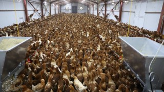TÜİK Verileri: Mayıs 2025'te Tavuk Eti Üretimi Arttı, Yumurta Üretimi Azaldı