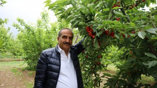 Zirai Don Kiraz İhracatını Vurdu: Kayıp %90