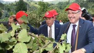 Başkan Genç'ten Fındık Üreticilerine Destek Mesajı: "Daha Fazla Üretmeliyiz"