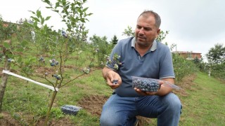 Bu Meyve Altın Değerinde: Kilogramı 500 TL'den Başlıyor