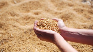 Bunge, Arjantin Soya Küspesi Sevkiyatını Çin’den Singapur’a Yönlendirdi